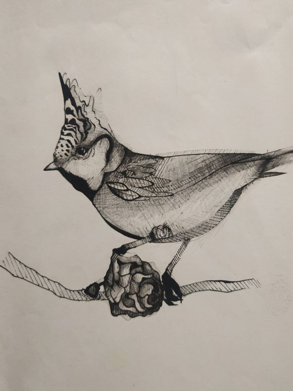 Синица хохлатая