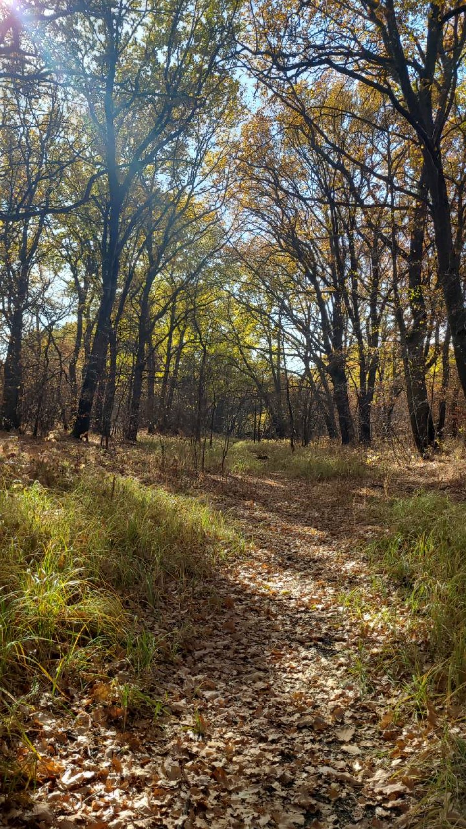 Осенний лес