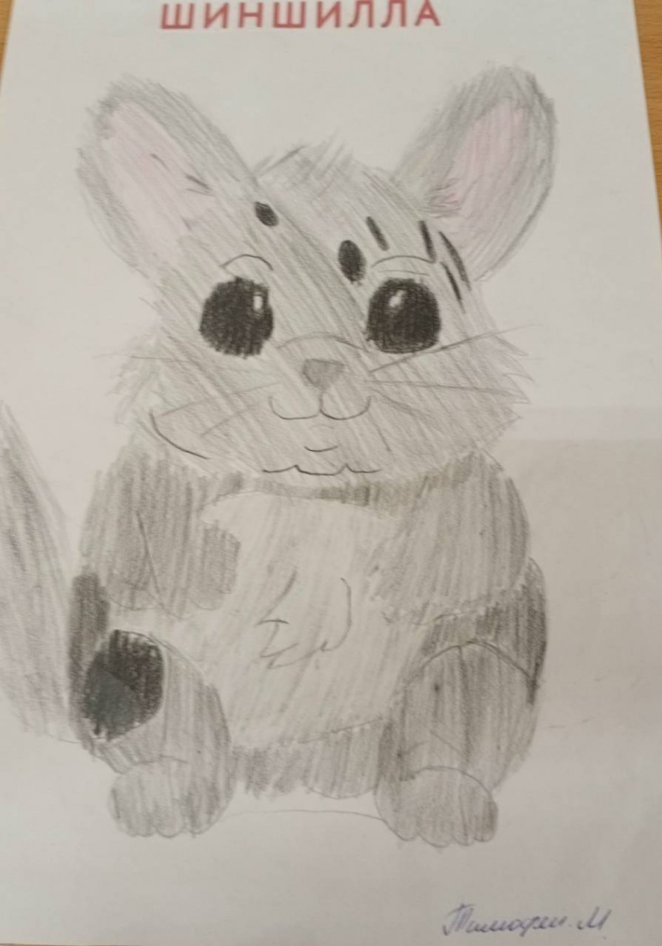 Шиншила