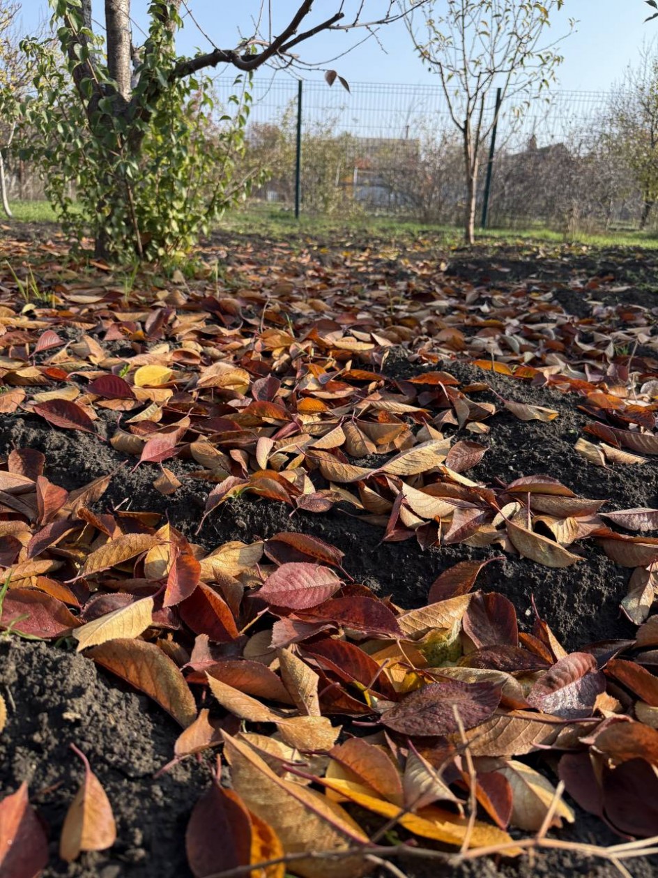 Очень в саду