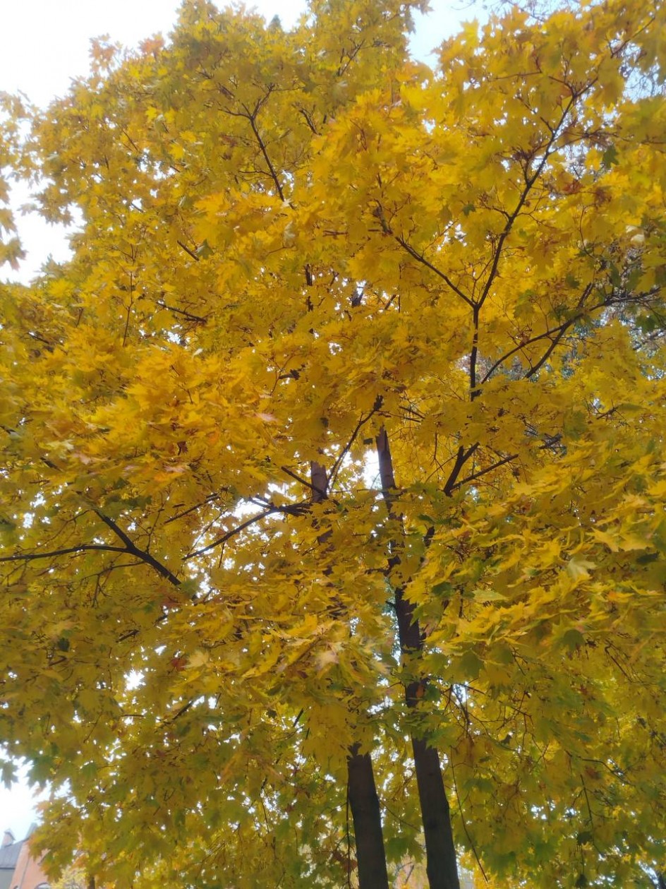 Осенние мотивы