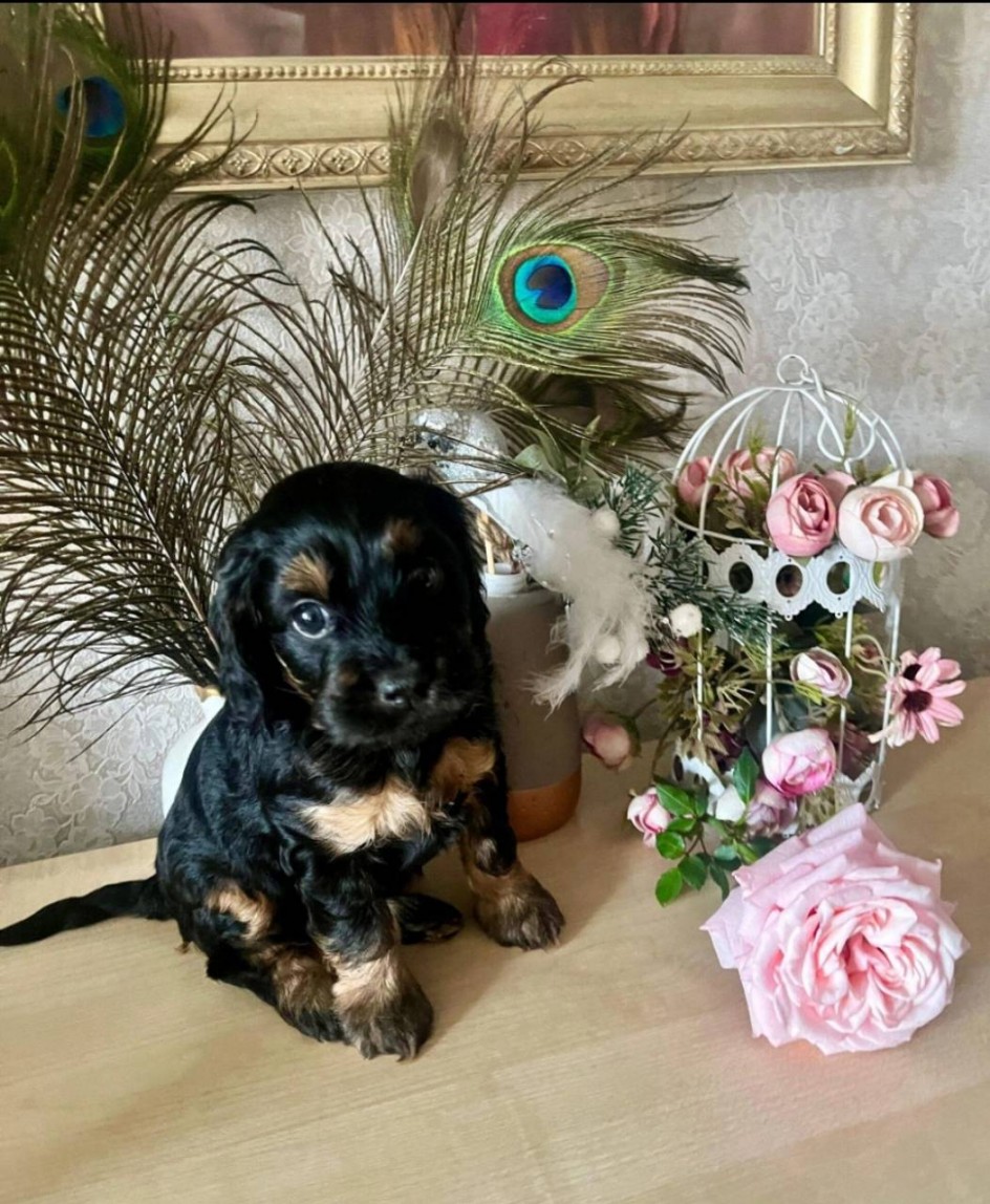 Любимый питомец