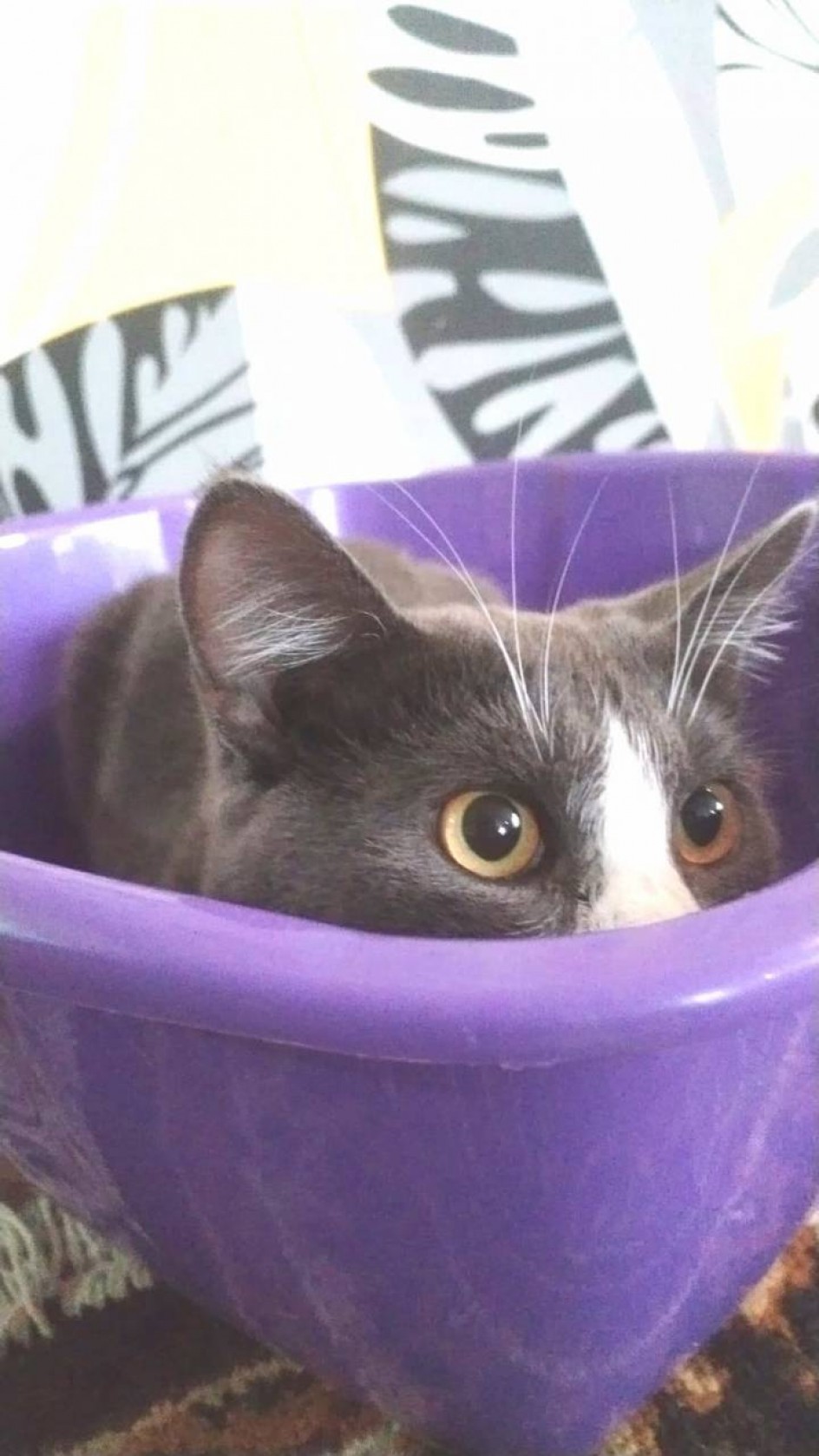 Игра в прятки (Дымок)