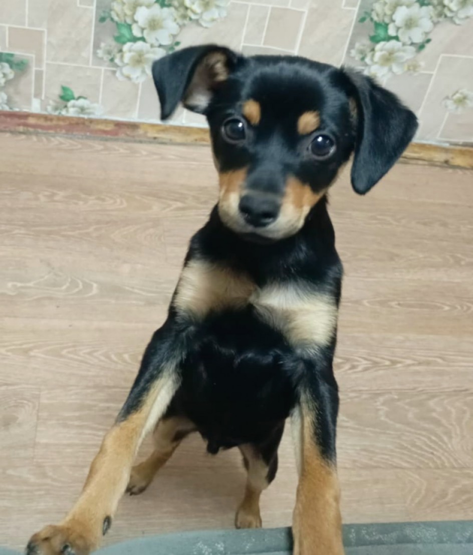 Наш любознайка Тим