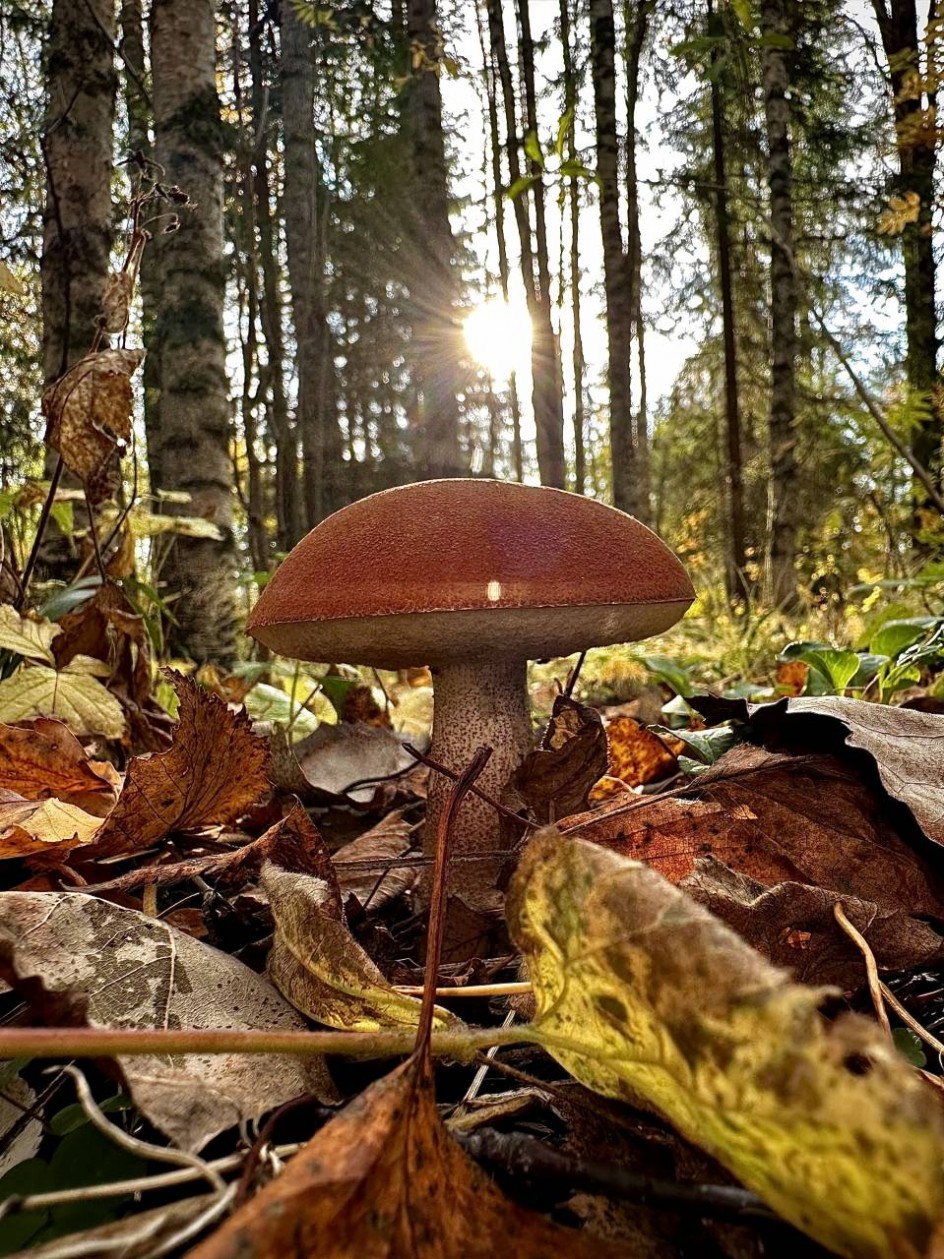 Релакс для души