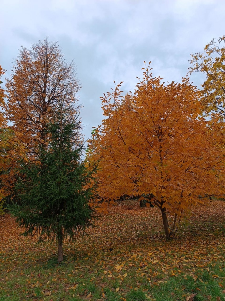 Краски осени