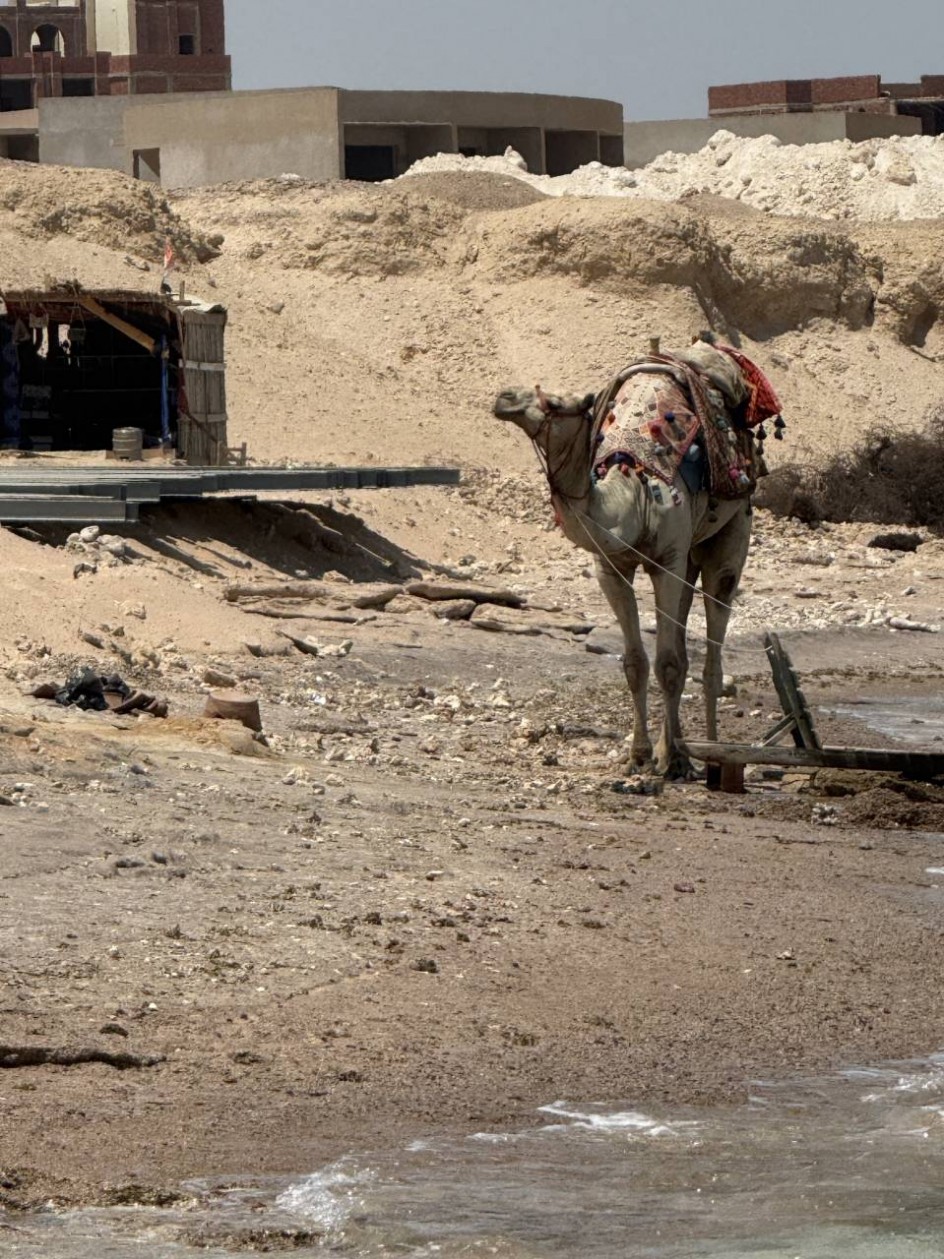 Король пустыни