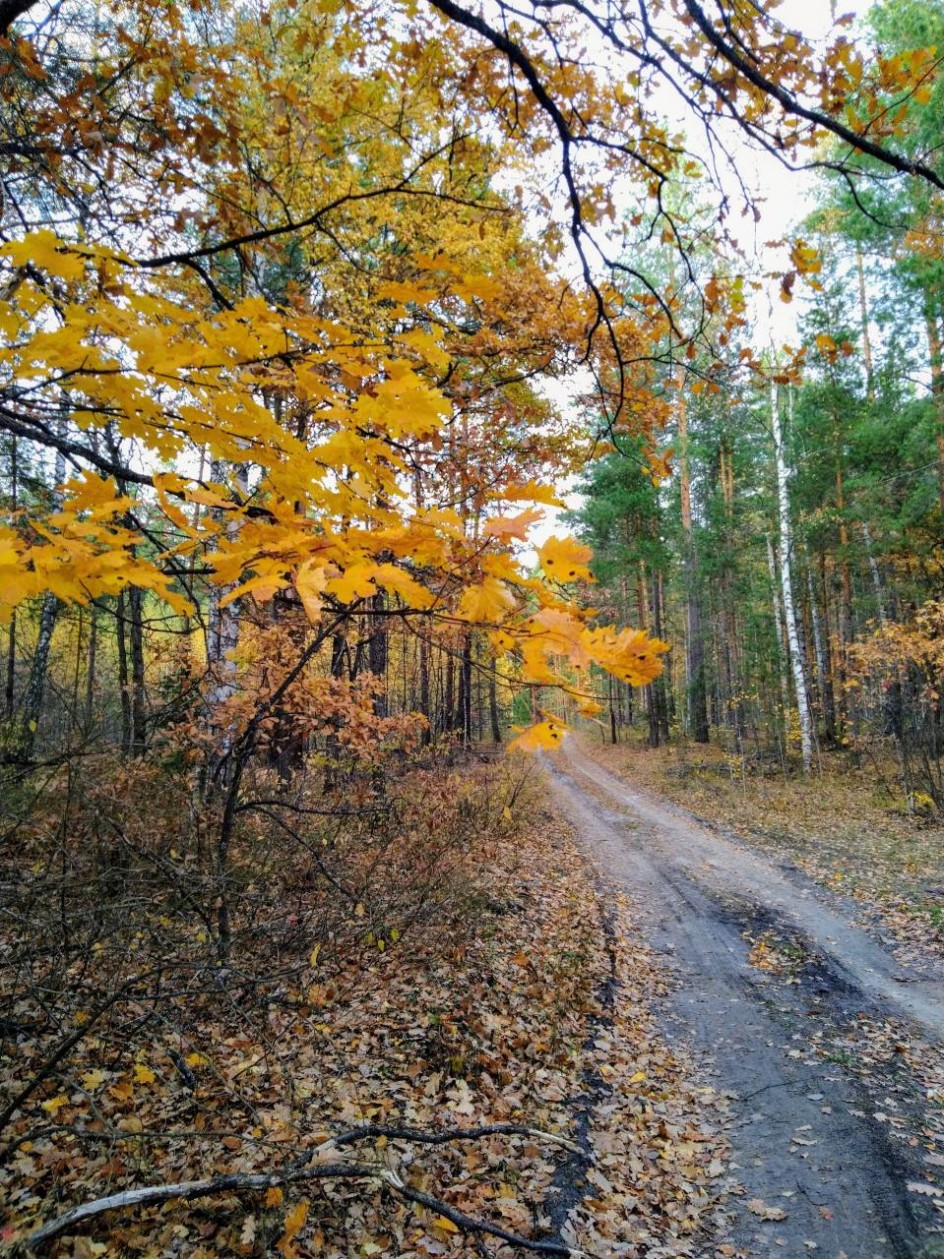 Осенний лес