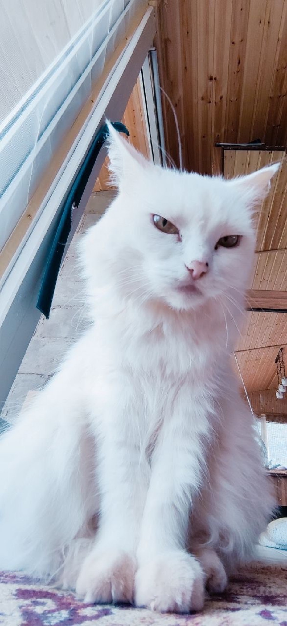 Хитрые любимцы