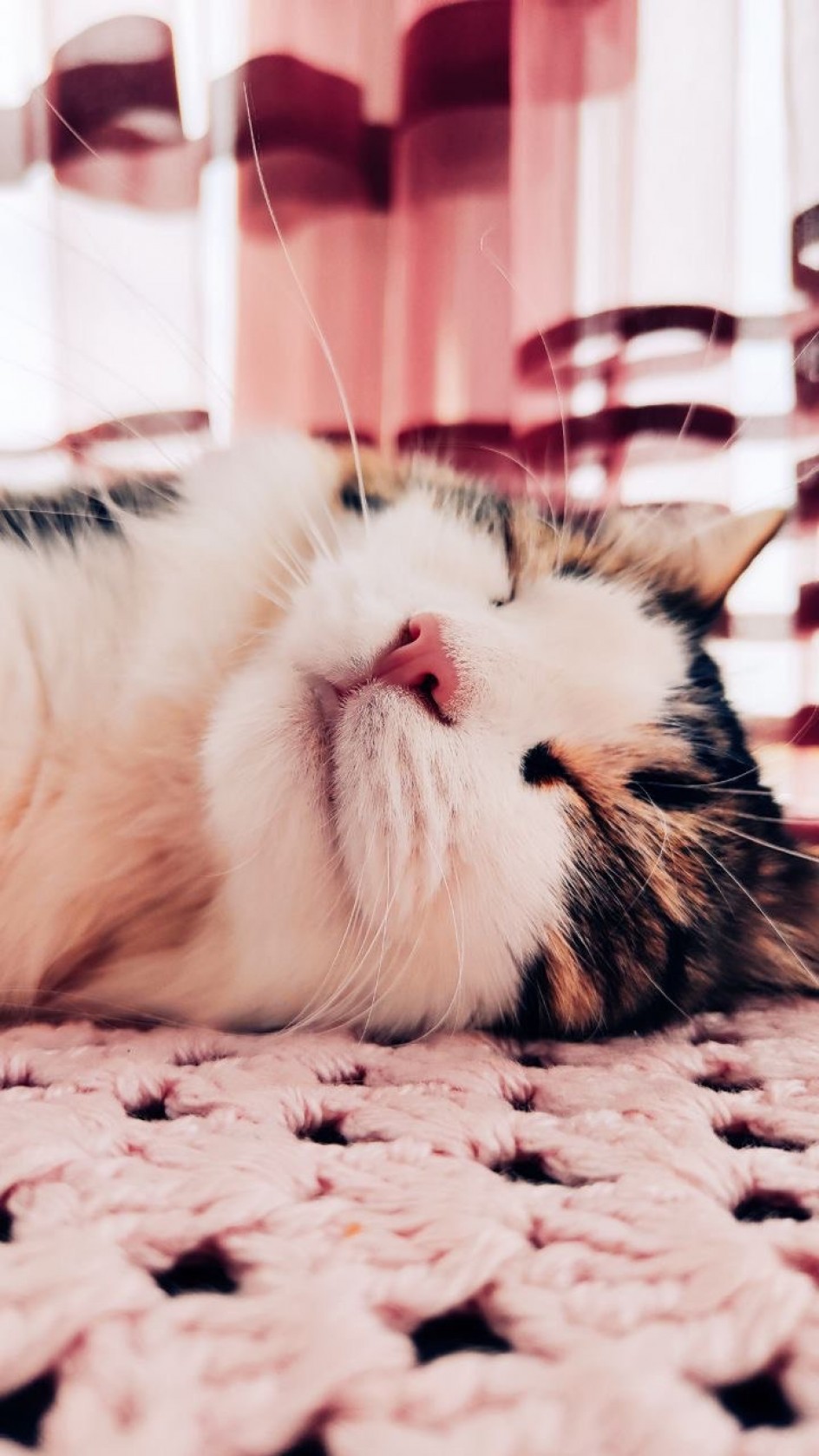 Кошка Вишня