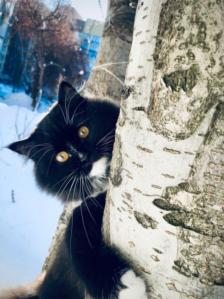 Любите животных!