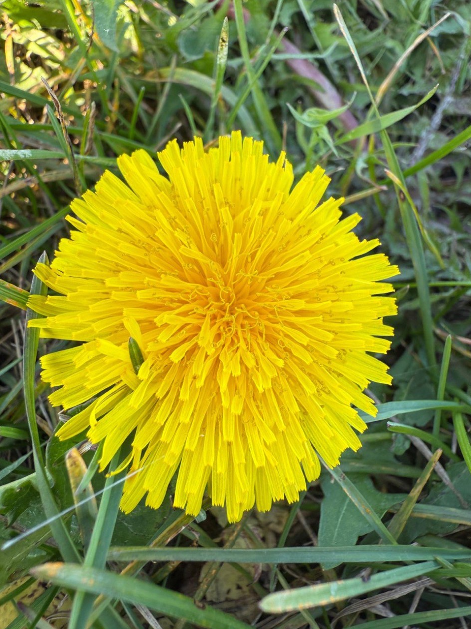 Маленькое солнце