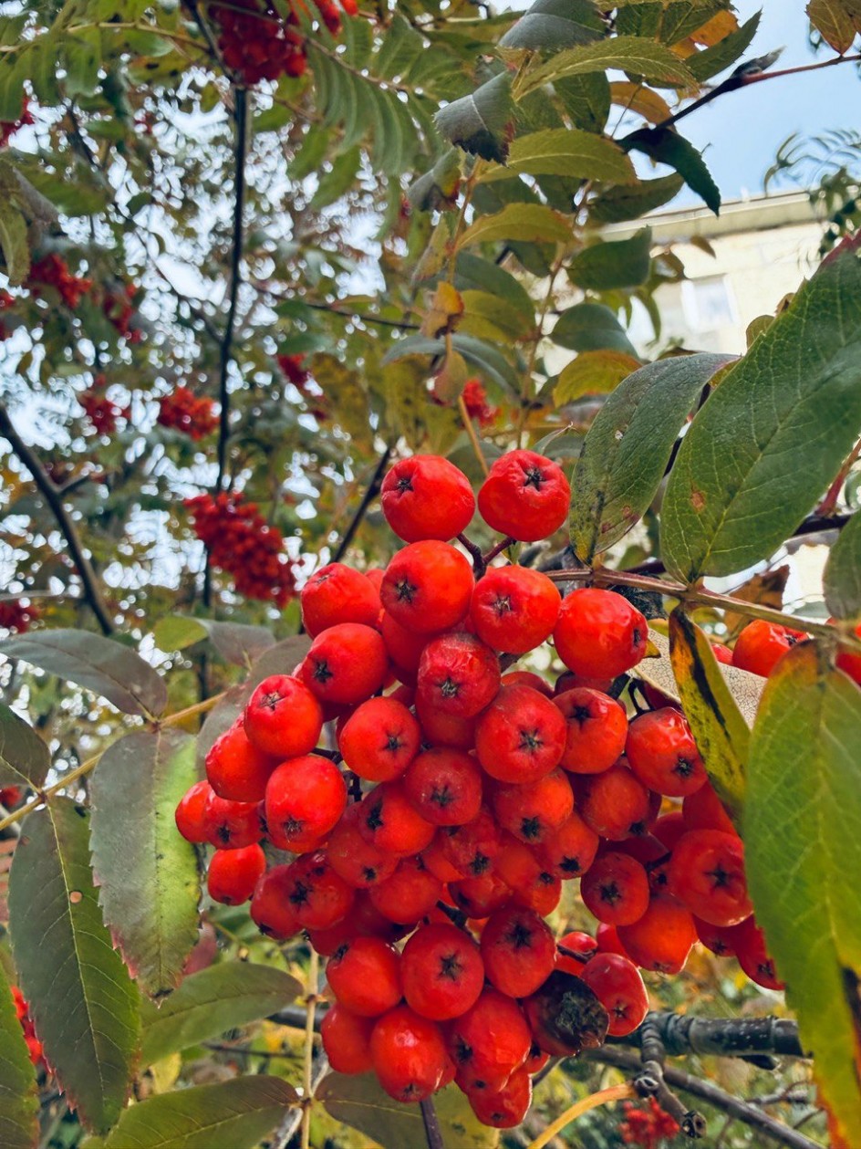 Рябиновая пора