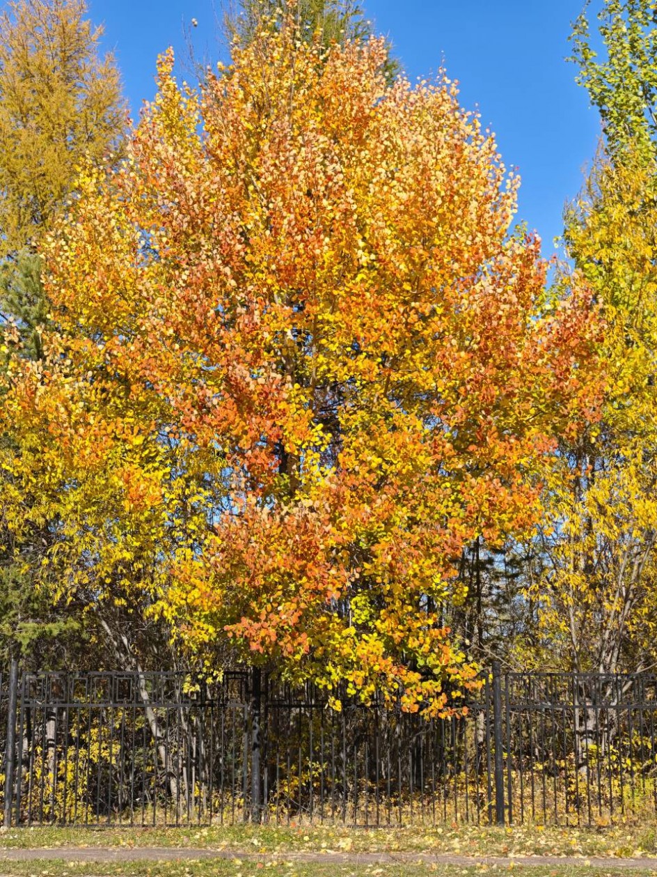 Осенние деревья на школьном дворе