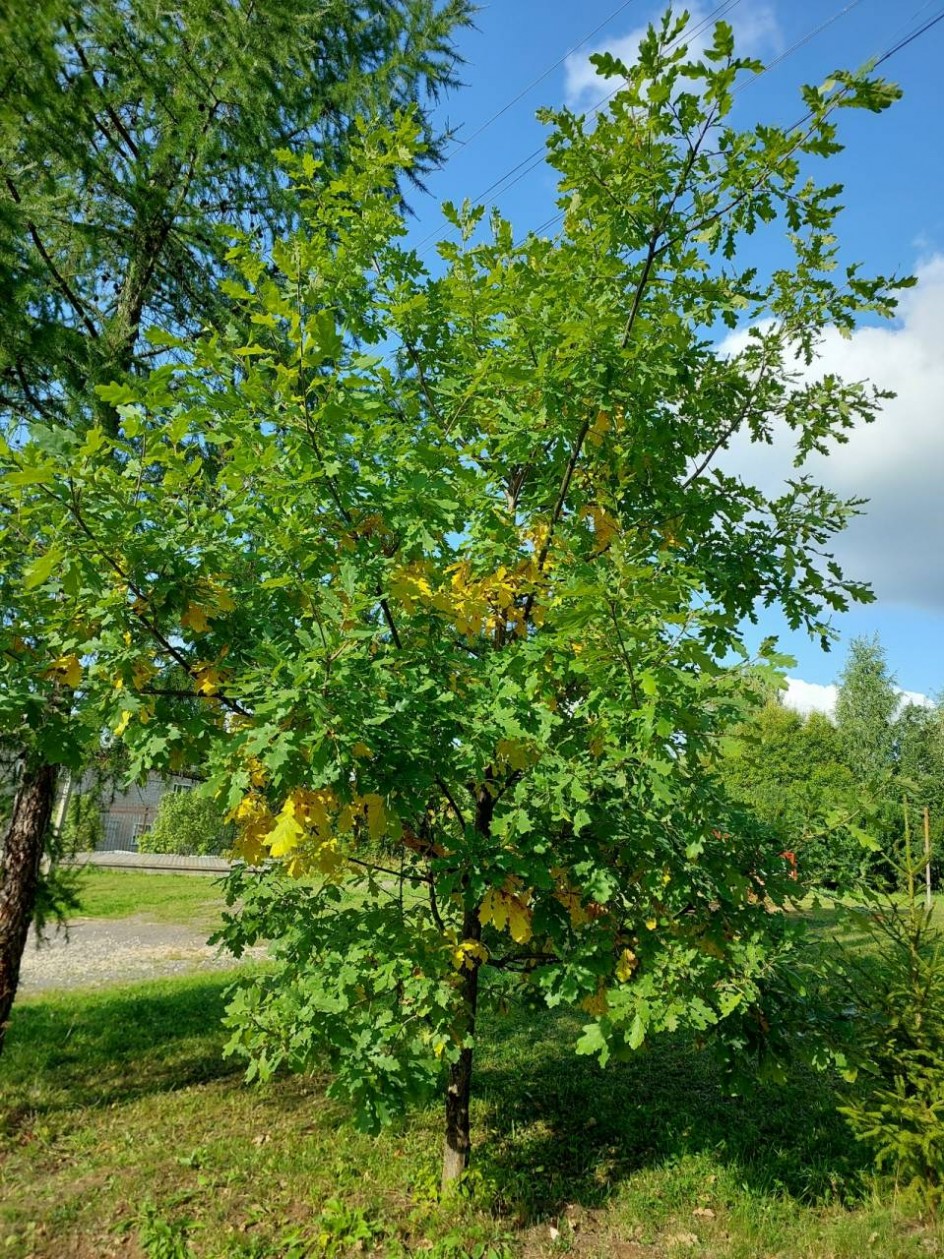 "Осень взяла в руки жёлтую краску"