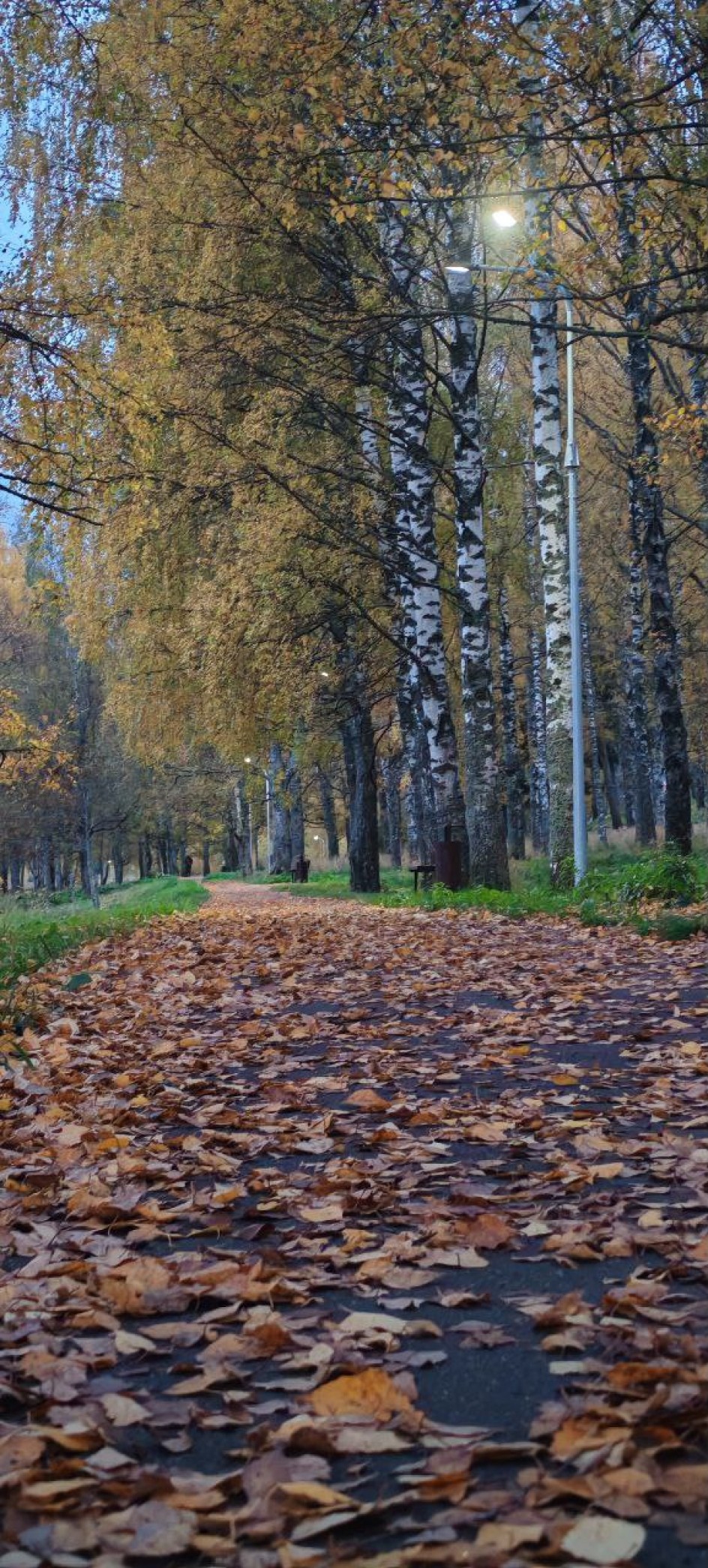 Берёзовая роща