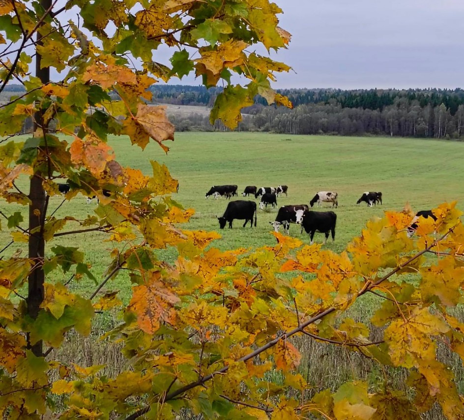 "Осенний пейзаж"