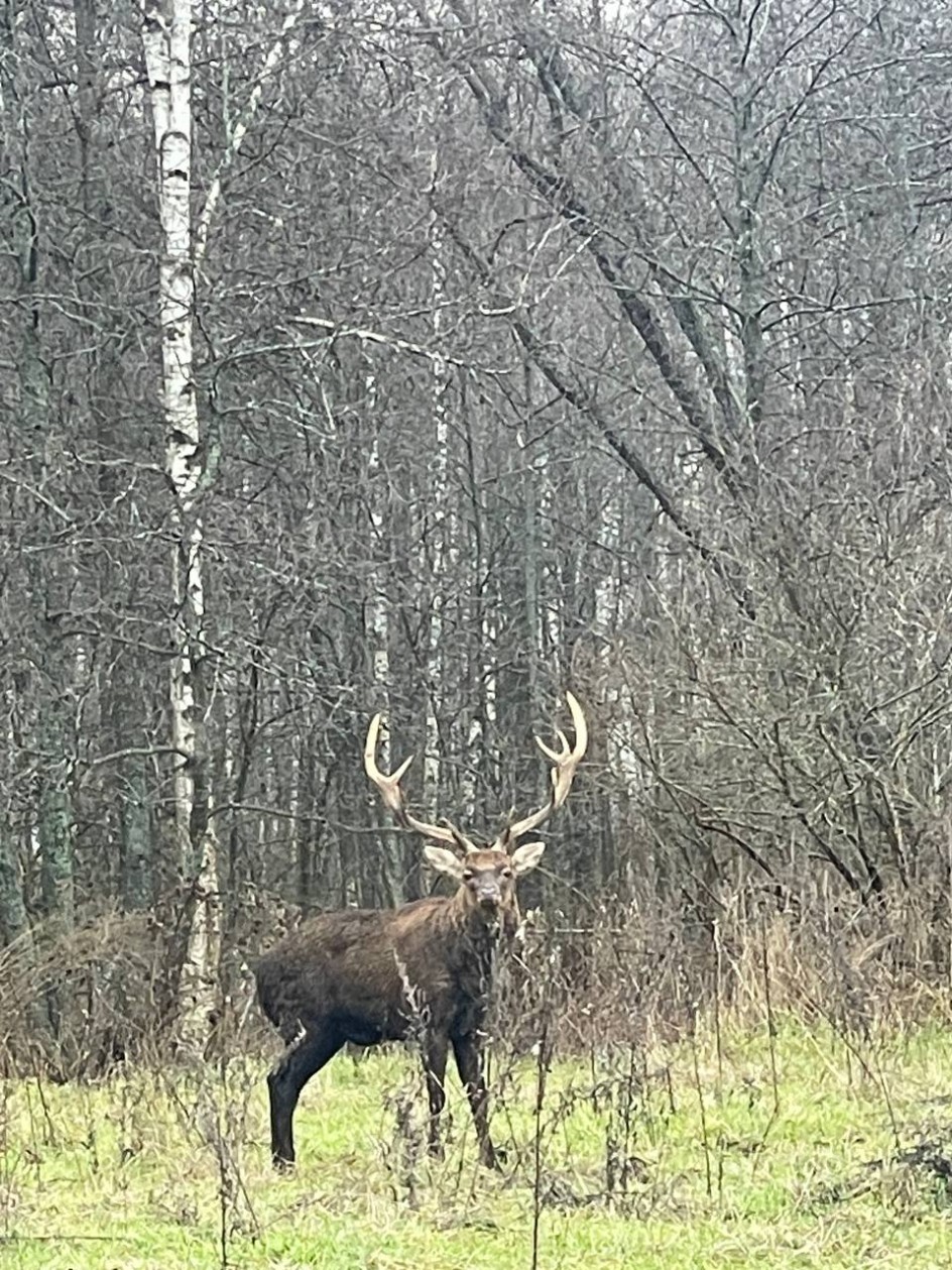 "Лесной олень"