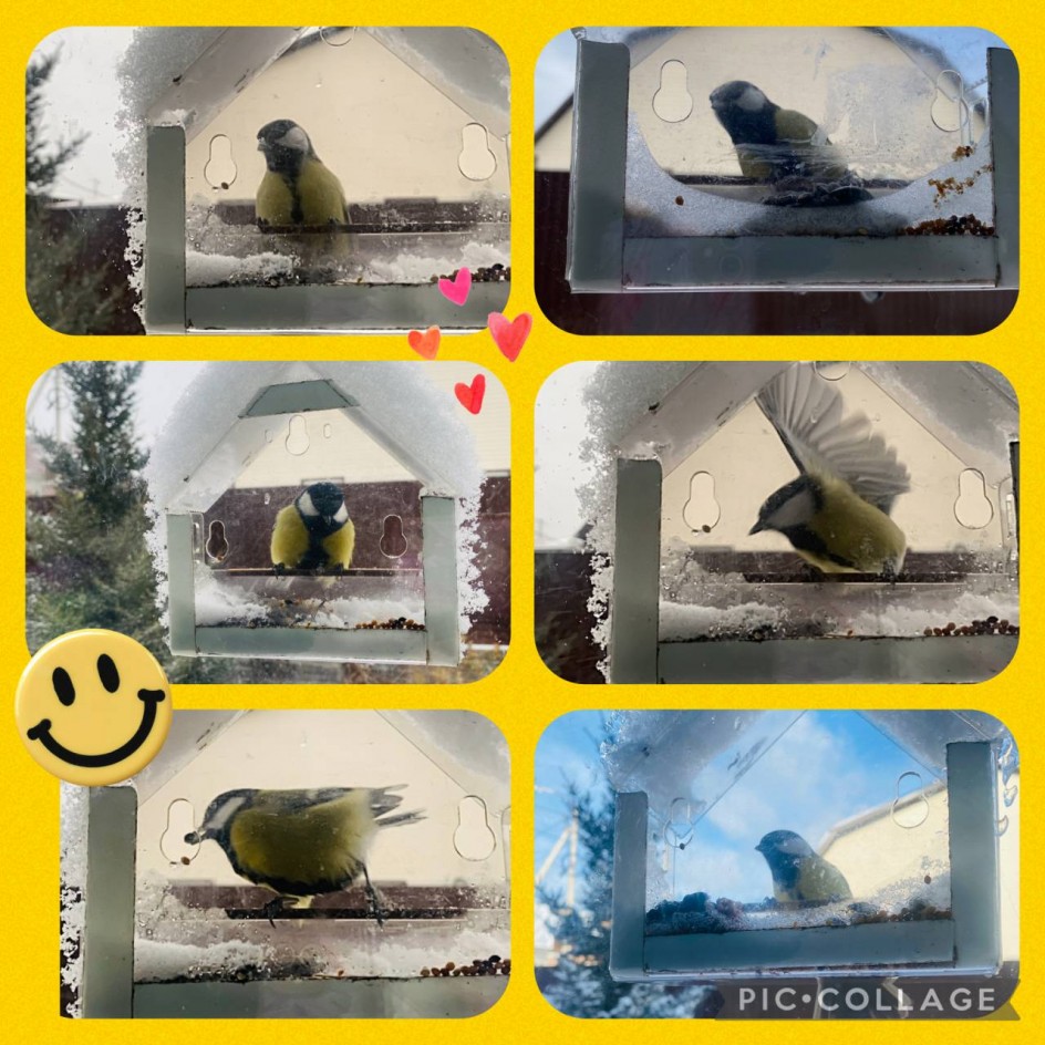 Птичка-синичка