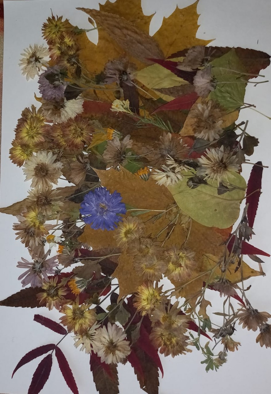 "Волшебный лист осенний"