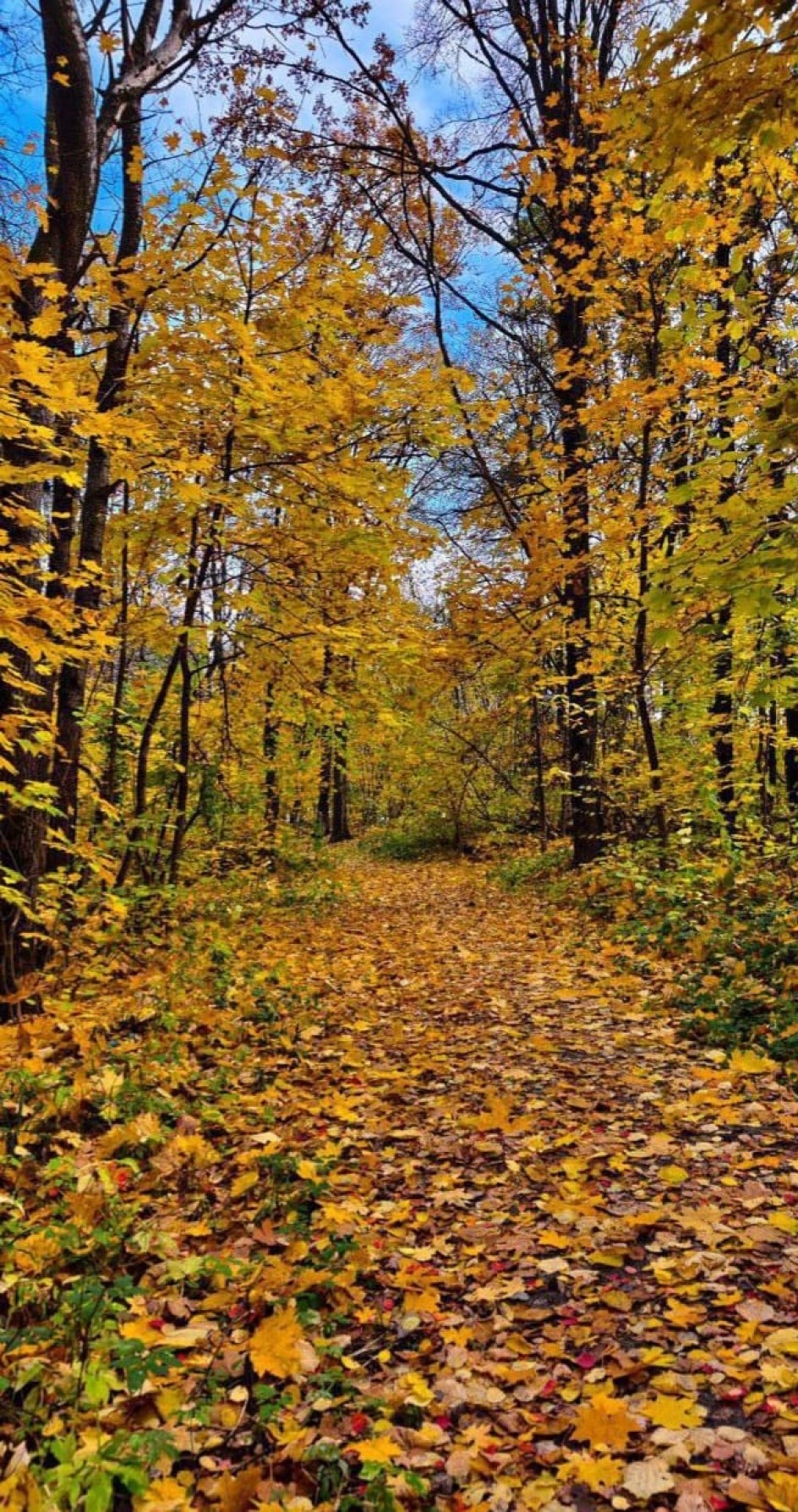 "Душа осеннего леса"