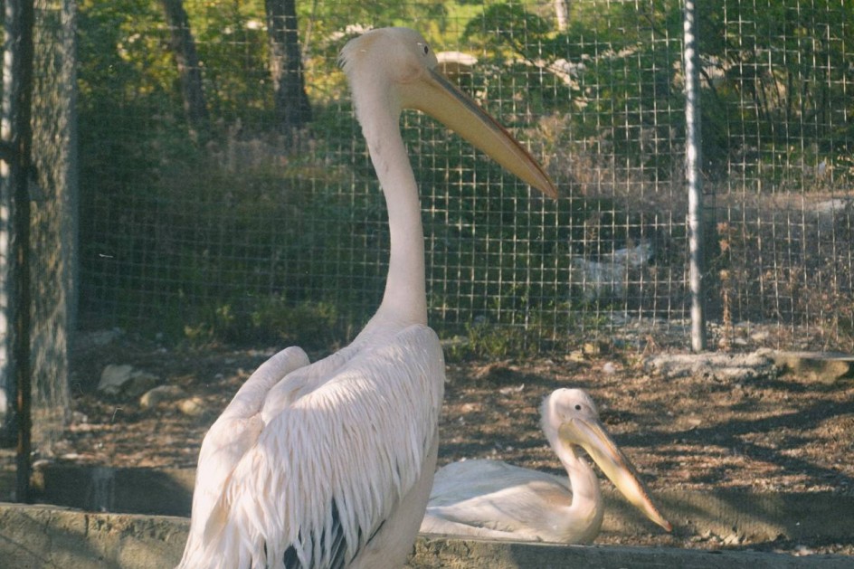 Пеликаны в Крыму