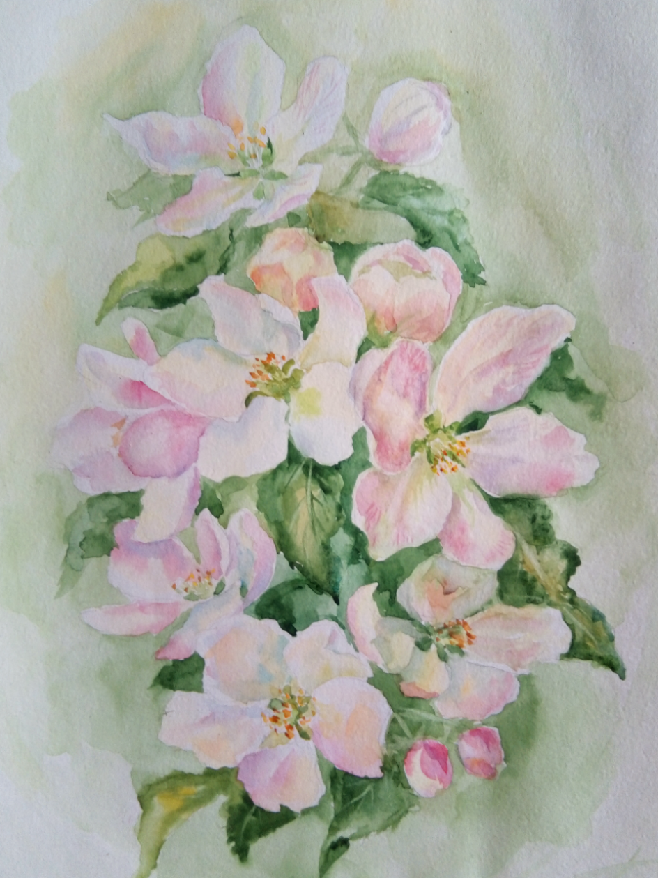 Цветы яблони