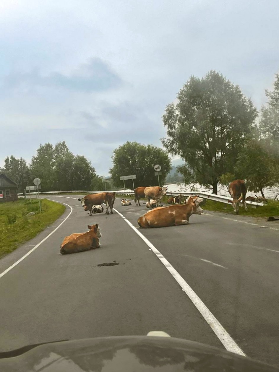 Дорожные истории