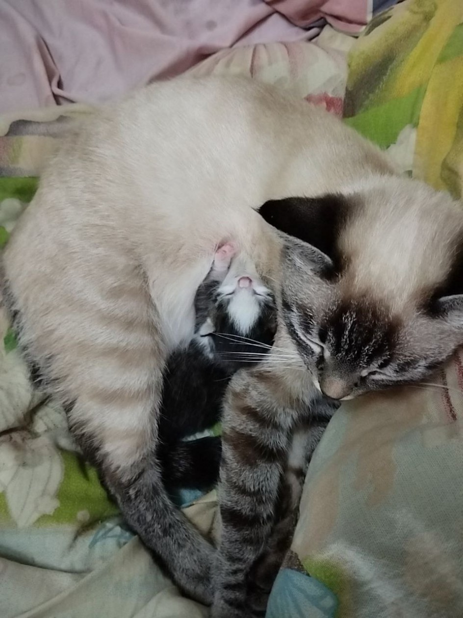 Наша кошка - заботливая мама