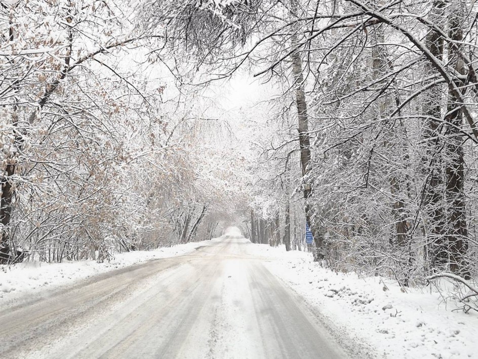 Зимняя сказка леса
