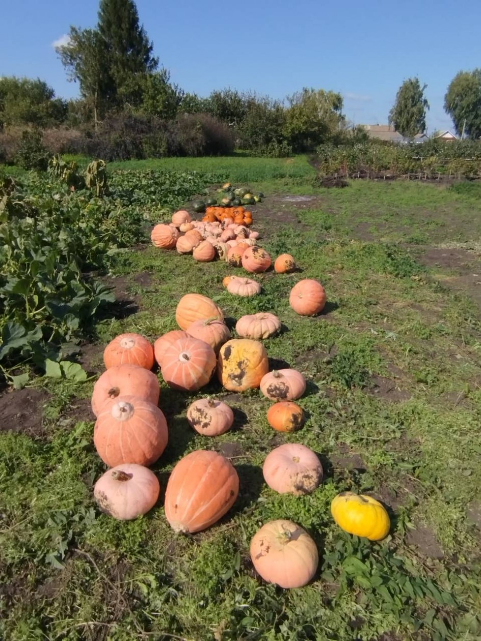 *Небывалый урожай*