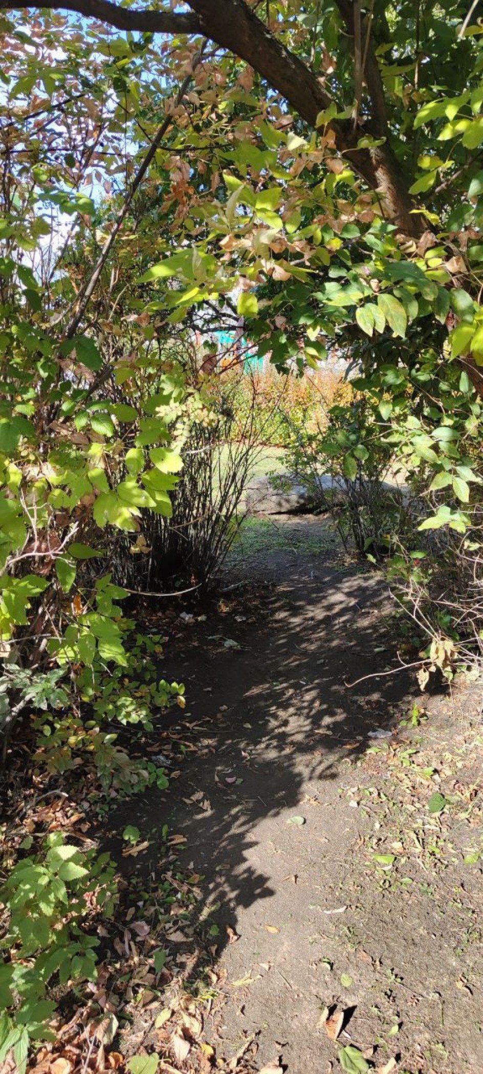 сенняя пора, очей очарованье!