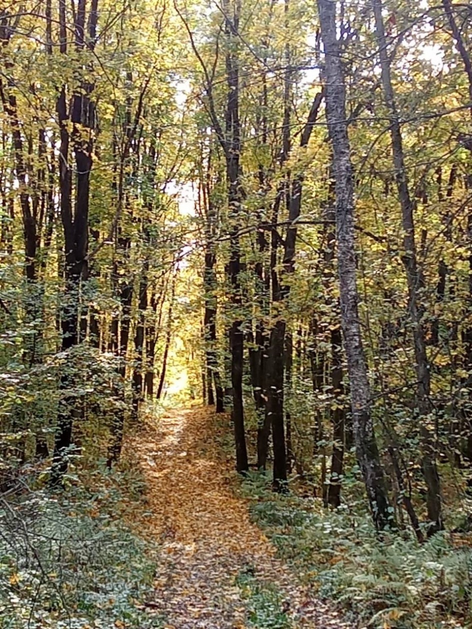 "Осенний лес"