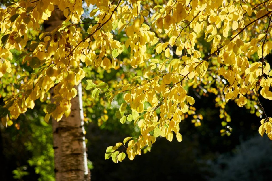 "Дыхание осени"