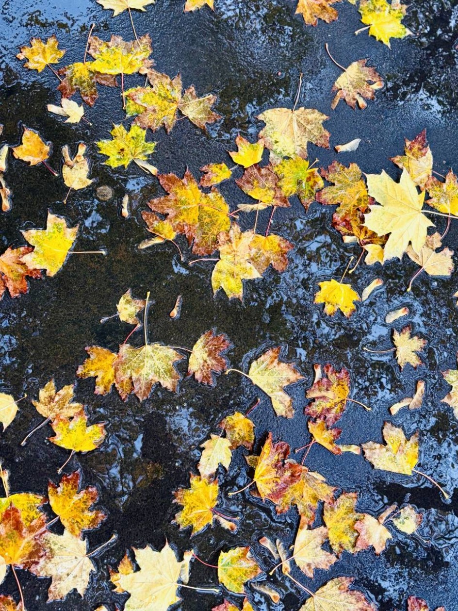 «Дождливая осень»