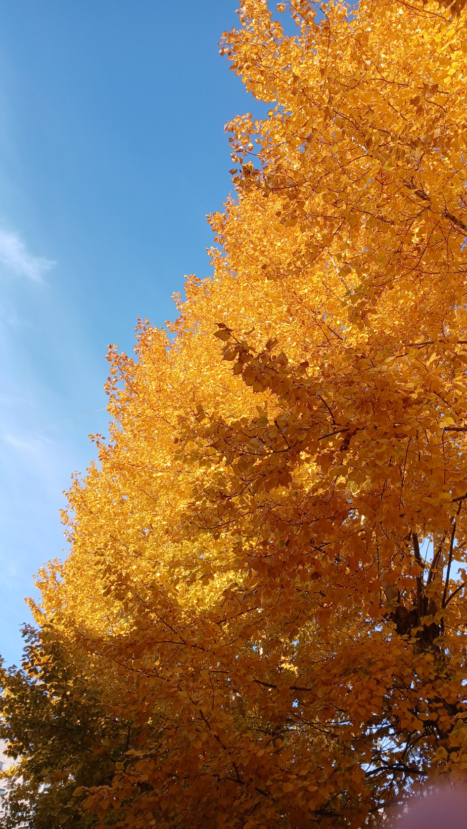 Осень в детском саду