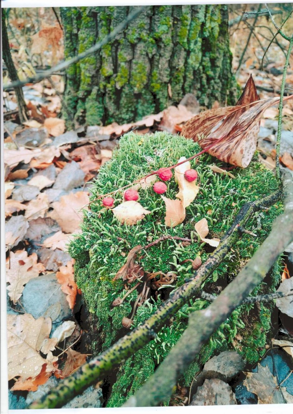 Осень в лесу