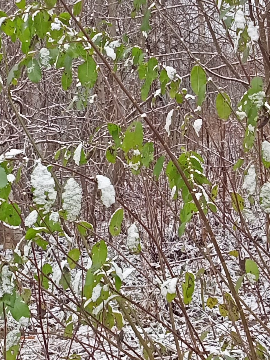 Осенняя "черемуха"