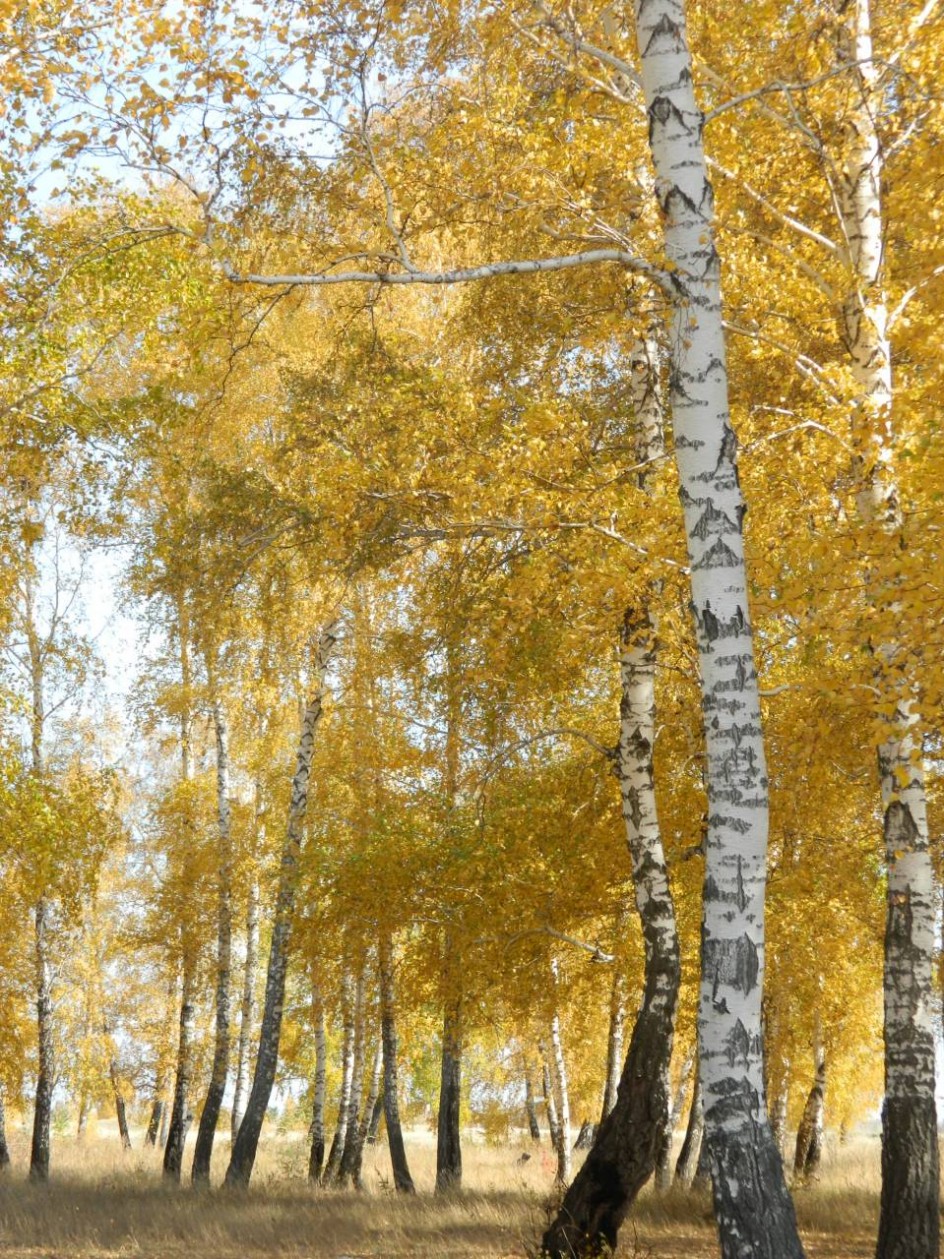 "Берёзовая роща"