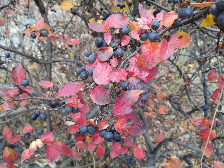 Красные листочки осени