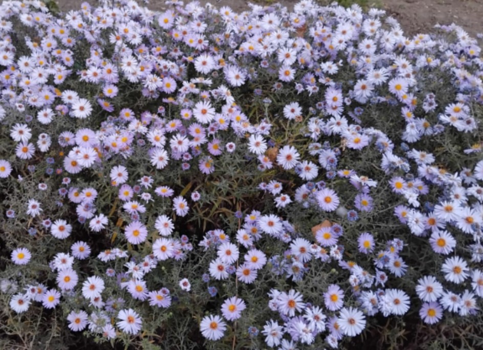 Осень цвета октябринок