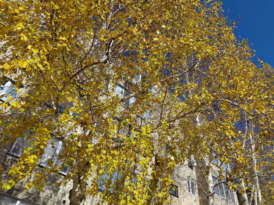 Жёлтые берёзки