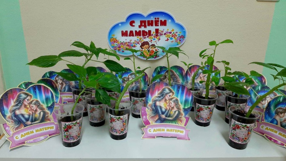 Комнатное растение для любимых мам