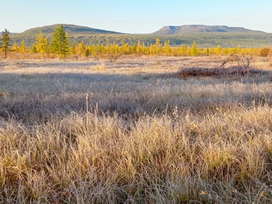 Золотая краса