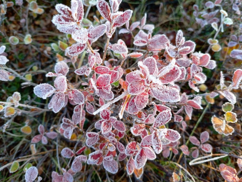 Первые заморозки