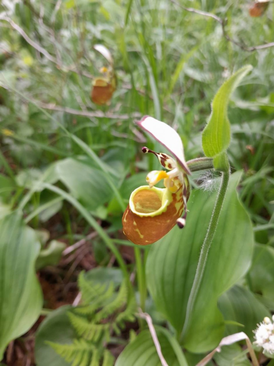 Венерин башмачок