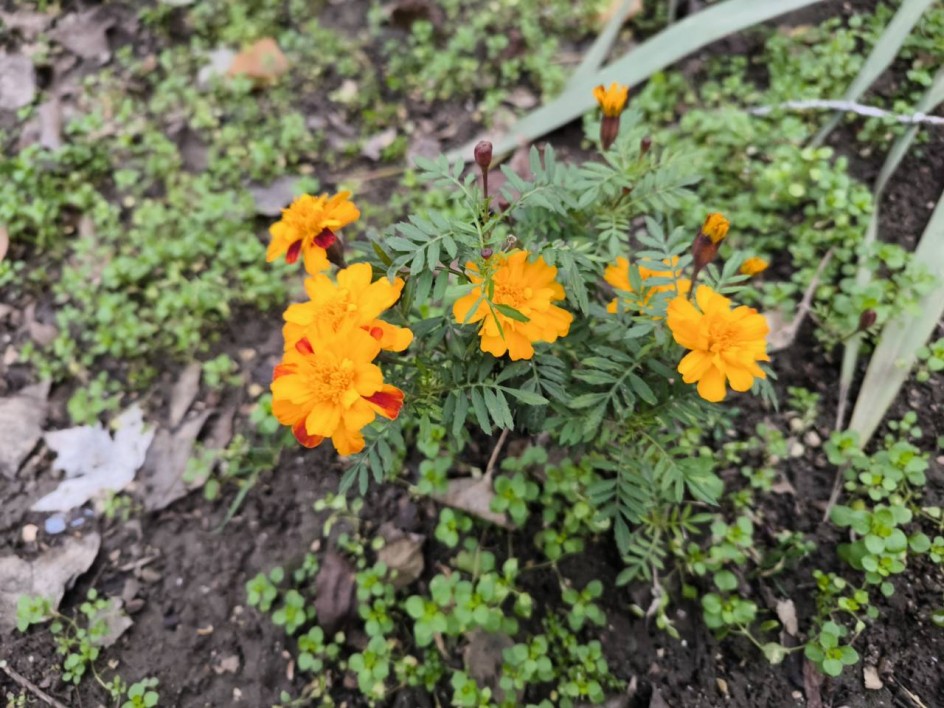 "Цветочная сказка декабря"