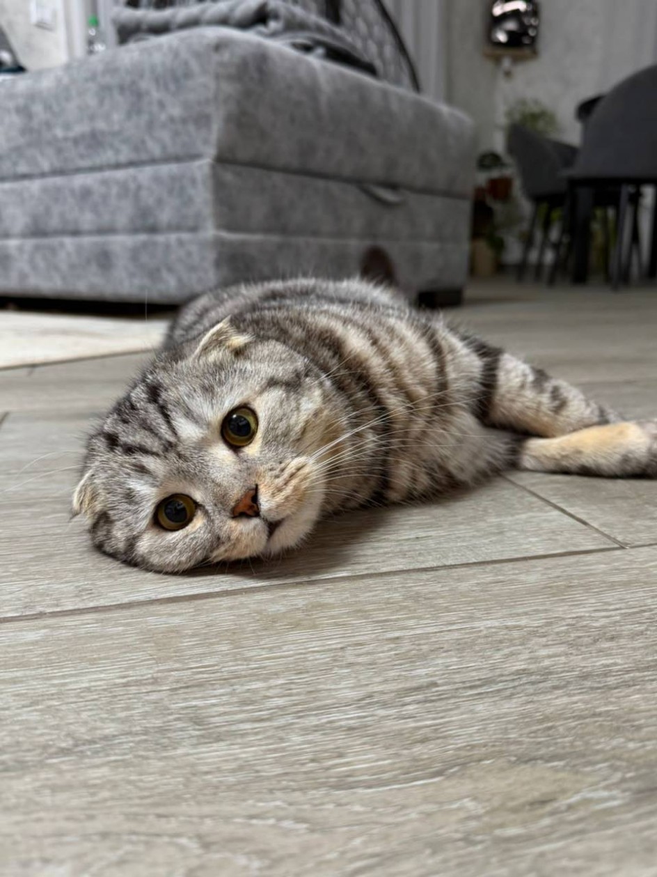 Очаровательные глазки