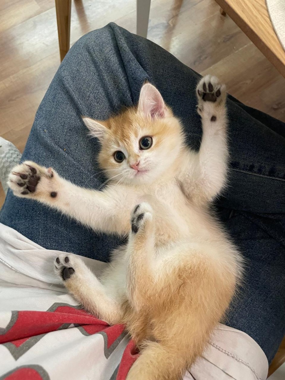 Замечательный котёнок Ириска