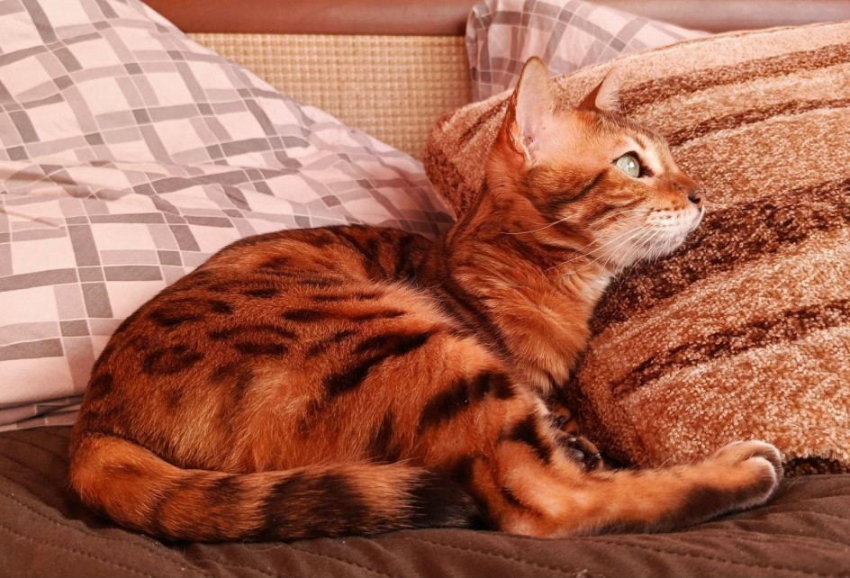 Любимица семьи